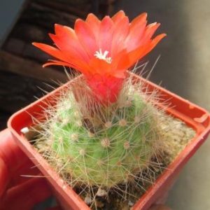 parodia nivosa разпродажа!!!