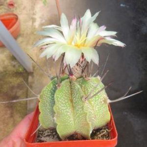 astrophytum niveum hybrid кубик 8 см