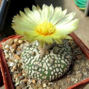 astrophytum super kabuto