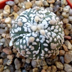 astrophytum super kabuto