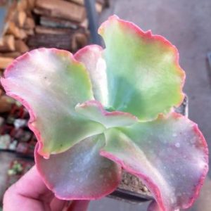 Echeveria Silveron Red