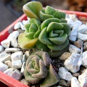 crassula dorothy
