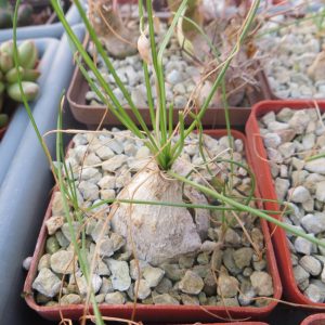 albuca polyphylla