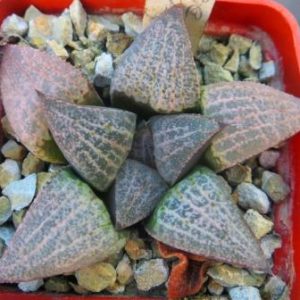 haworthia emelyae GM 267