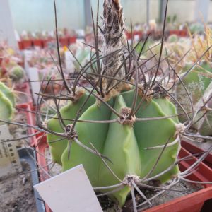 astrophytum crassispinum black  hybrid