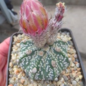 ascap gold pink flower