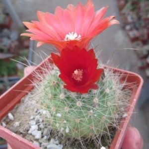 parodia nivosa  красный цветок