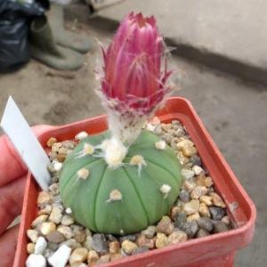 astrophytum rote blute