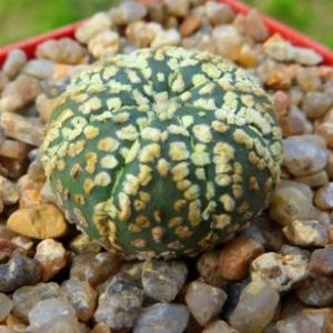 astrophytum super kabuto gold