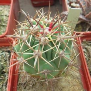 MG 430 ferocactus santa maria