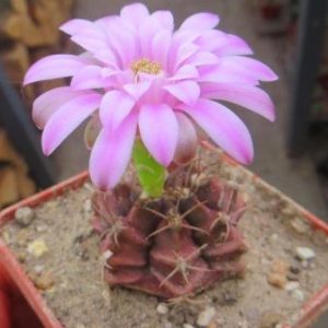 gymnocaliciun fridrichii