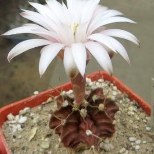 gymnocalycium agua dulce x fridrichii