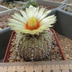 astrophytum super kabuto gold