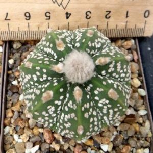 astrophytum hybrid