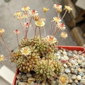 monanthes polyphylla