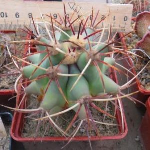 308.702 ferocactus townsendianus Las Virgines