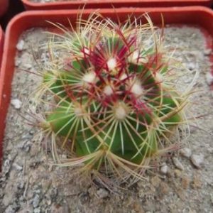thelocactus bicolor