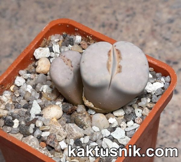 Lithops julii