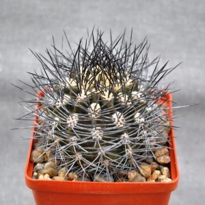 Neoporteria pulchella (L-312)(21.6с.12)