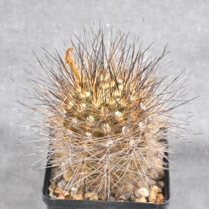 Neoporteria senilis (21.6с.16)