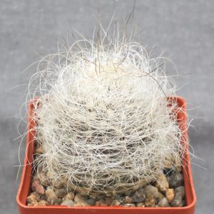 Neoporteria senilis (Чехия)(21.6с.15)