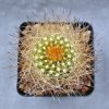 ???????????????????????????????????? Neoporteria sociabilis (Plapp)1