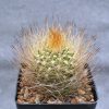 ???????????????????????????????????? Neoporteria sociabilis (Plapp)2