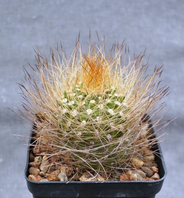 ???????????????????????????????????? Neoporteria sociabilis (Plapp)2
