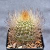 ???????????????????????????????????? Neoporteria sociabilis (Plapp)3