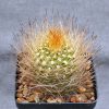 ???????????????????????????????????? Neoporteria sociabilis (Plapp)4