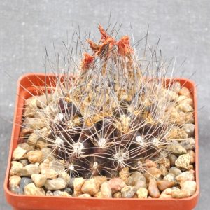 Neoporteria villosa (Huasco Baja Chile)(KK-51)