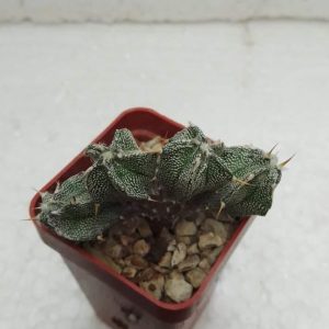 Astrophytum ornatum Fukuryu