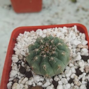 Gymnocalycium vatteri
