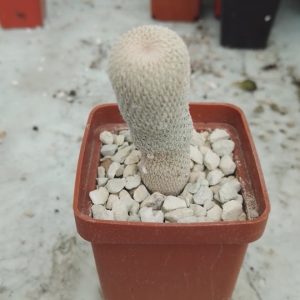 Epitelanta micromeris v rufispina