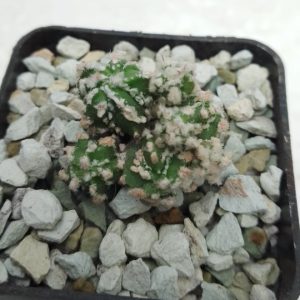Astrophytum myriostigma caespitosa