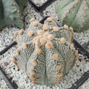 Astrophytum CAPAS ASCAP