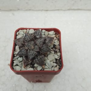 Haworthia yuki keshiki