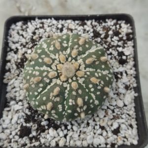 Astrophytum super kabuto