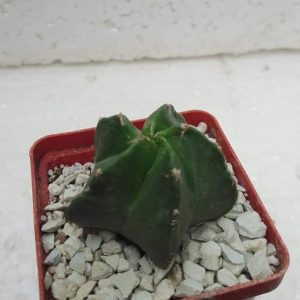 Astrophytum myriostigma kikko