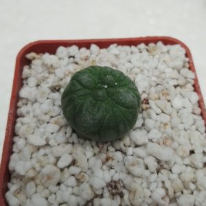 Pseudolithos migiurtinus