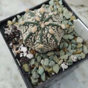Astrophytum Hybrid