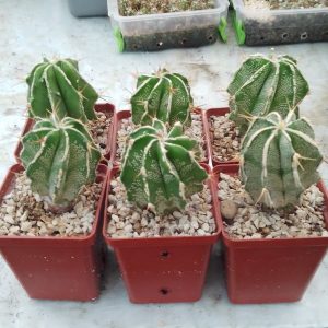 Astrophytum . ornatum Hakuyjo