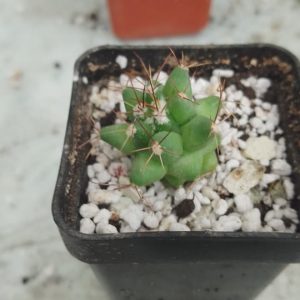 Thelocactus rinconensis