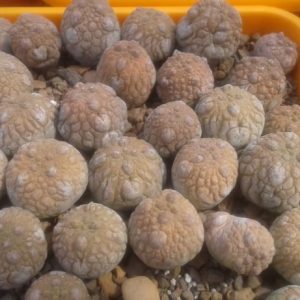 Pseudolithos eylensis