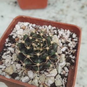 Gymnocalycium damsii v. rotundulum