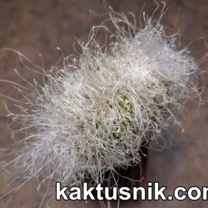 Cephalocereus senilis f.cristata прививка