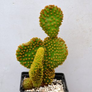 Opuntia microdasis f. cristata