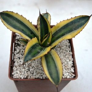 Agave lophantha "quadricolor"