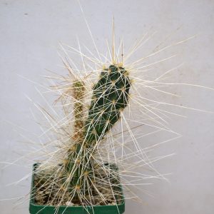 Opuntia polyacantha v. juniperina LZ 536 (syn. Juniperina)