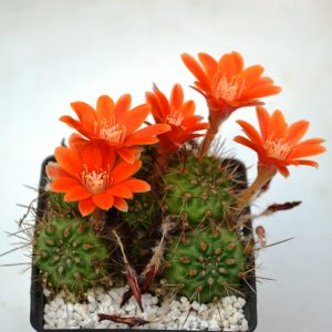Rebutia robustispina